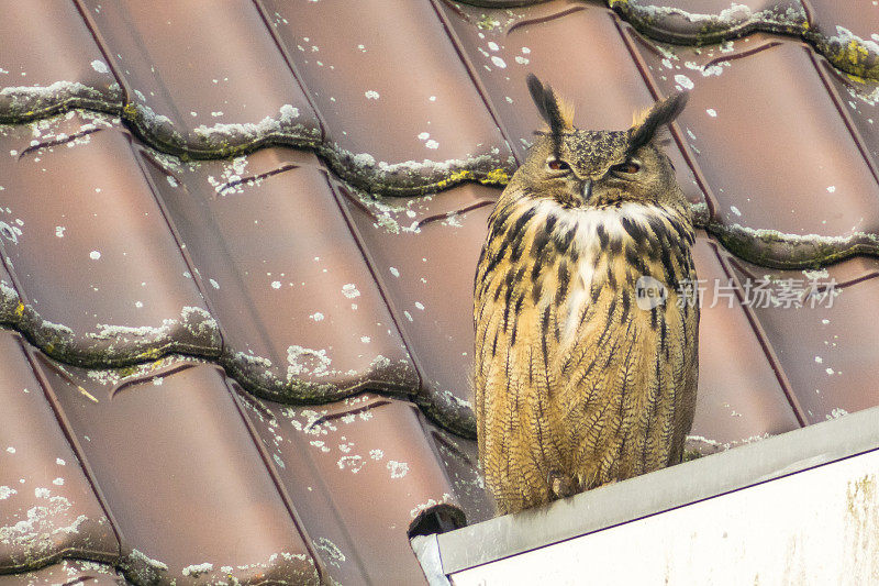 欧亚鹰鸮(Bubo Bubo)